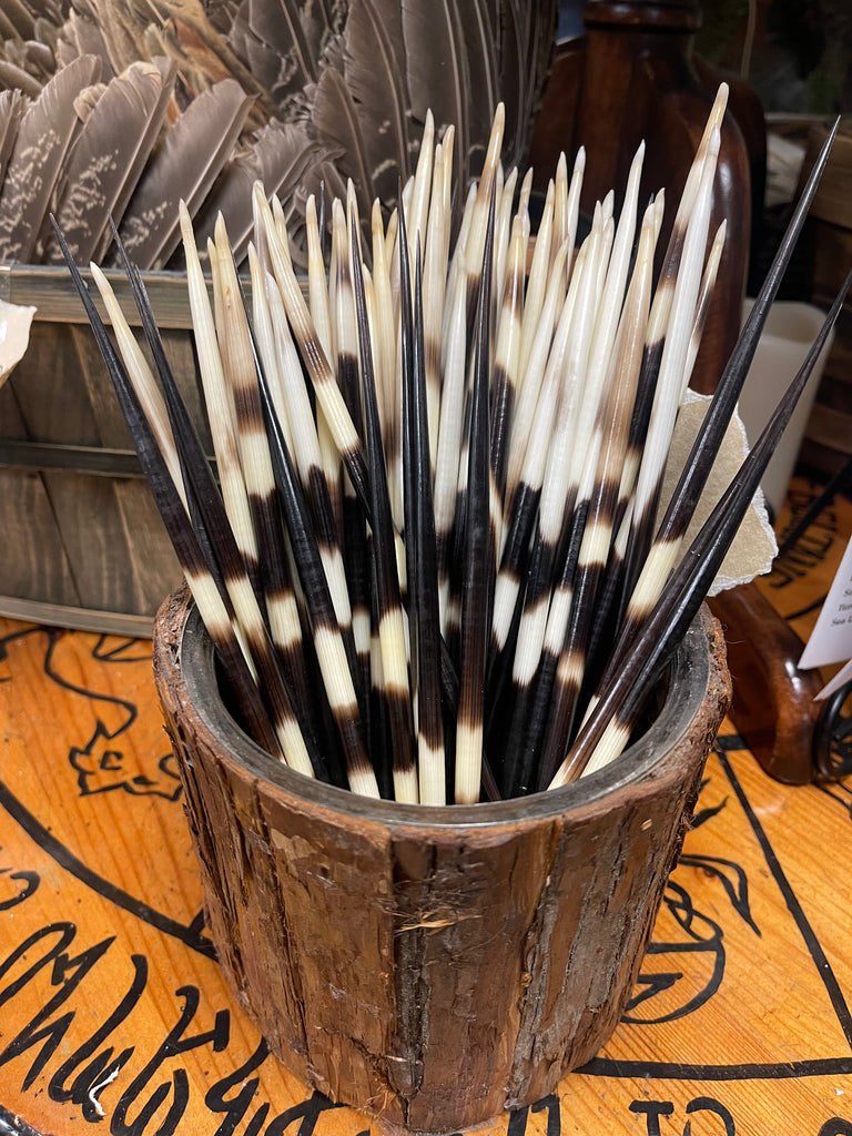 Porcupine Quill