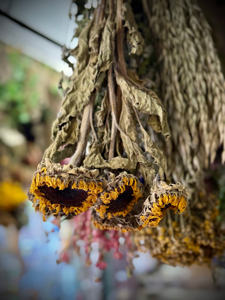 Sunflowers Bundle