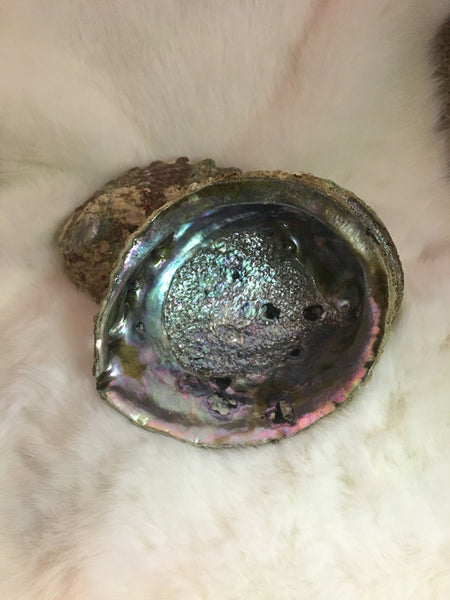 Abalone Shells