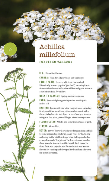 276 Edible Wild Plants of the United States and Canada