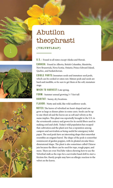 276 Edible Wild Plants of the United States and Canada