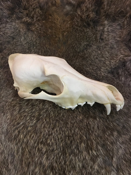 Coyote Skull - Upper