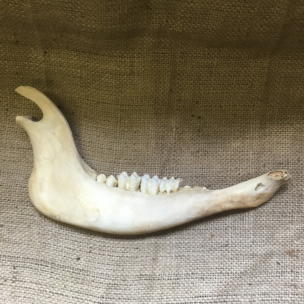 Buffalo Jaw Bone