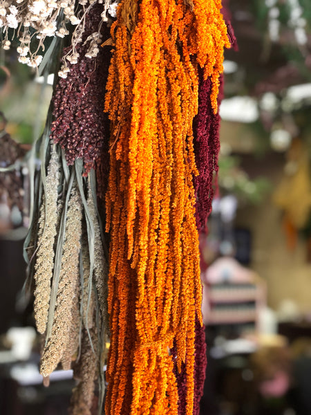 Amaranthus