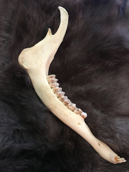 Goat Jaw Bone