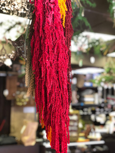 Amaranthus