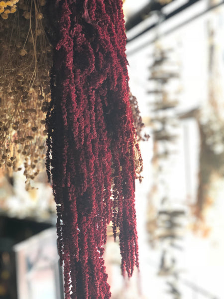 Amaranthus