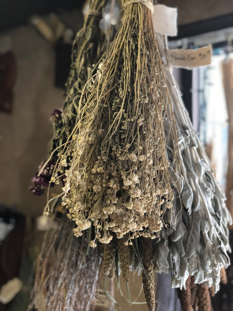 Achillea - (White Yarrow)