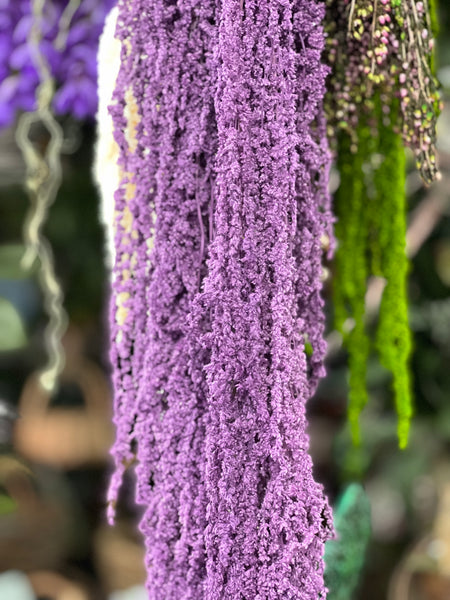 Amaranthus