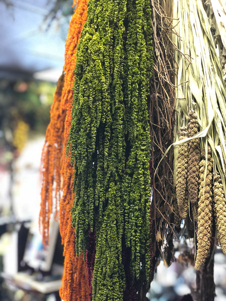 Amaranthus