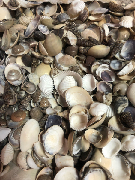 Mixed Seashells - Small - 1 oz. Bag