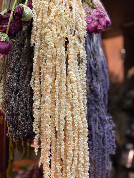 Amaranthus