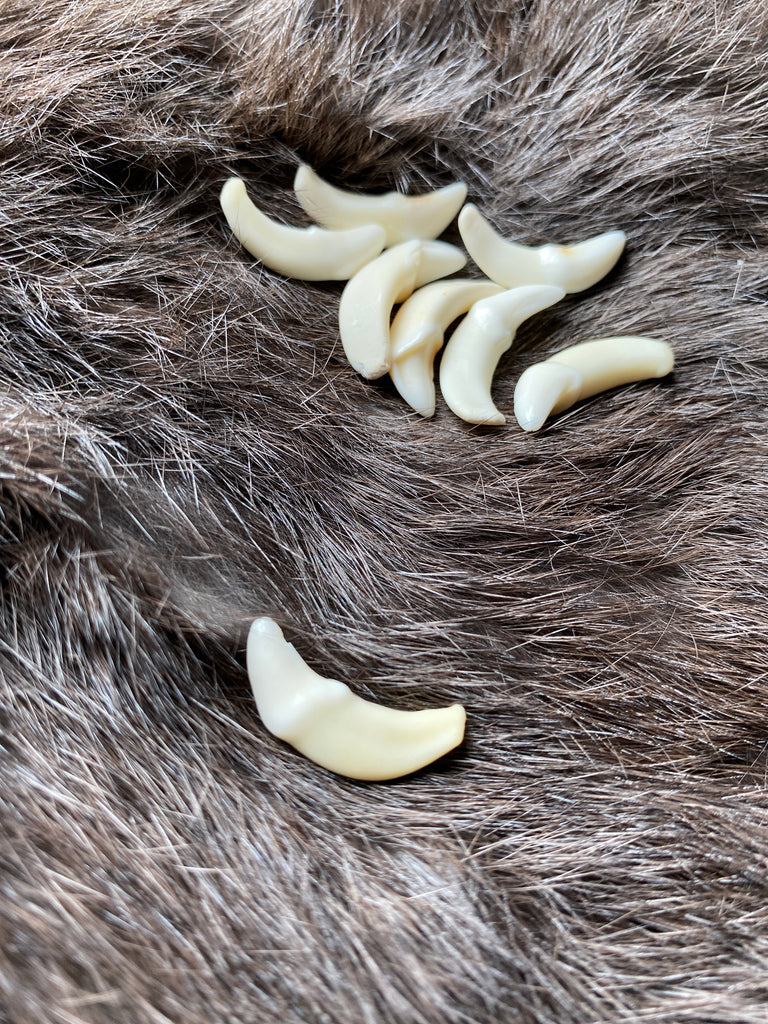 Coyote Tooth