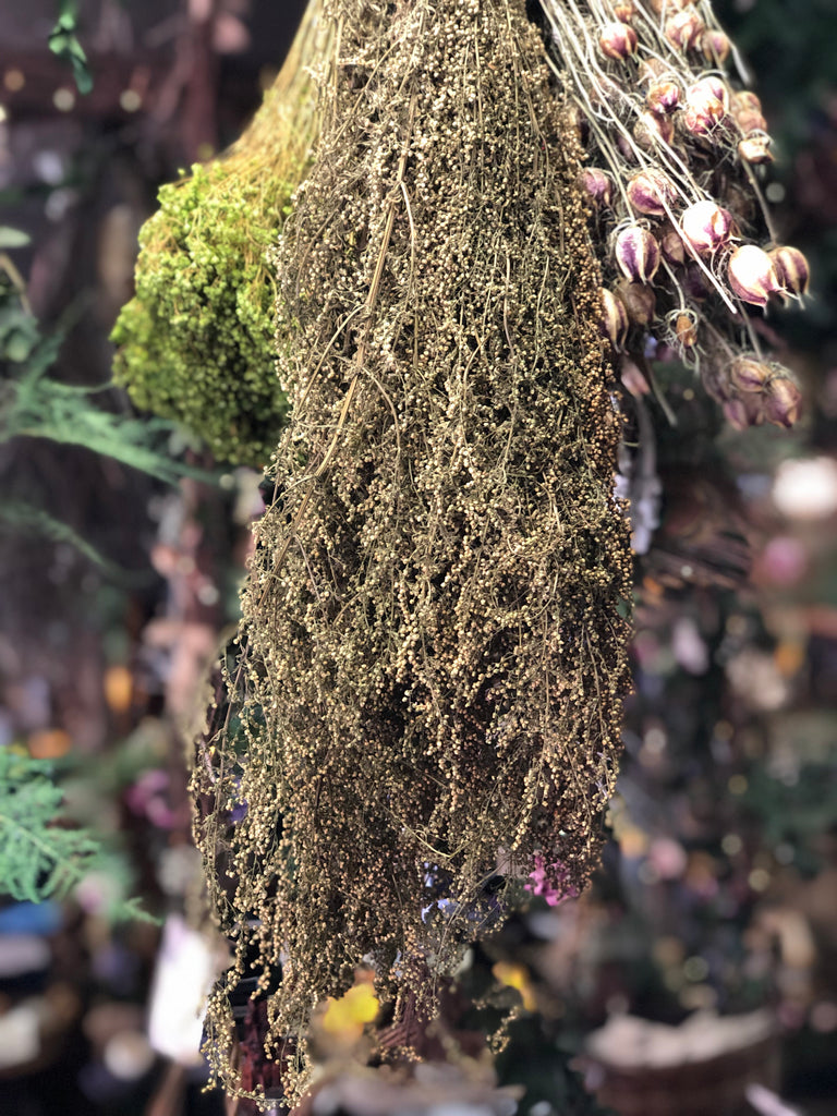 Sweet Annie (Sweet Wormwood)