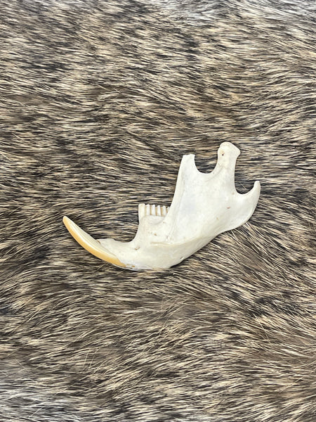 Genuine Muskrat Jaw Bone