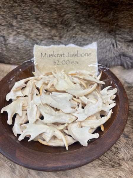 Genuine Muskrat Jaw Bone