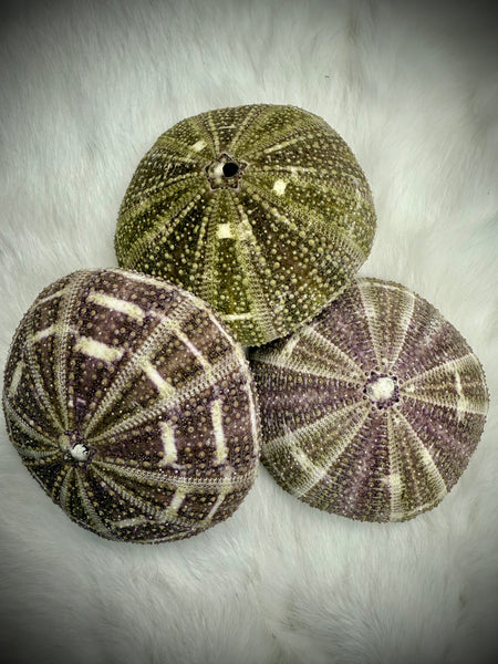 Extra Large Sea Urchin