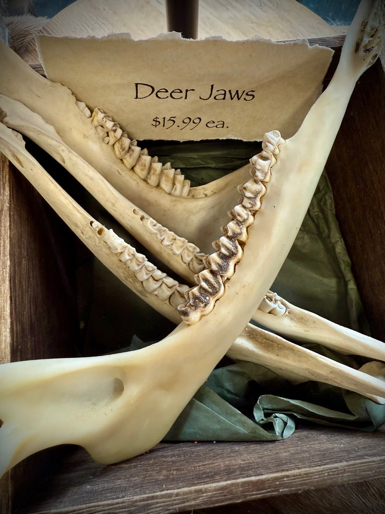 Deer Jaw Bone