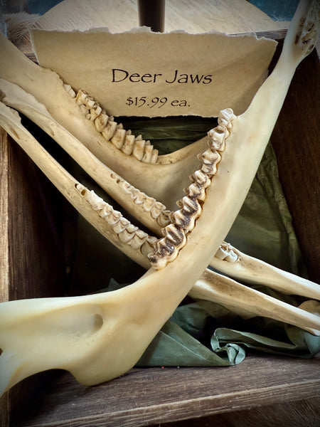 Deer Jaw Bone