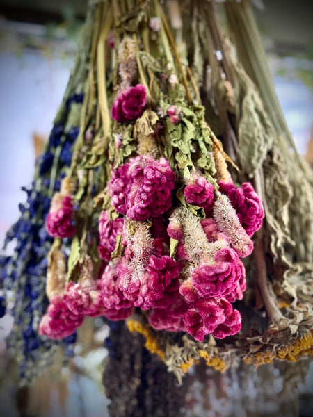 Coxcomb