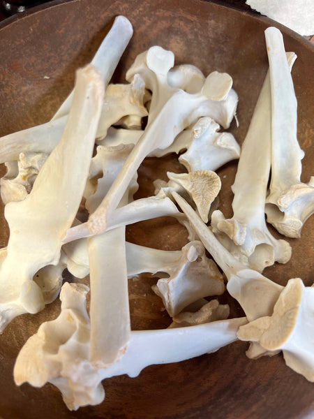 Boar Vertebrae