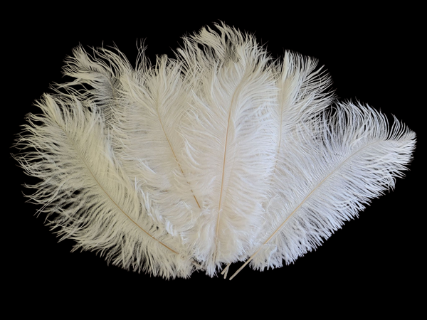 Ostrich Feather