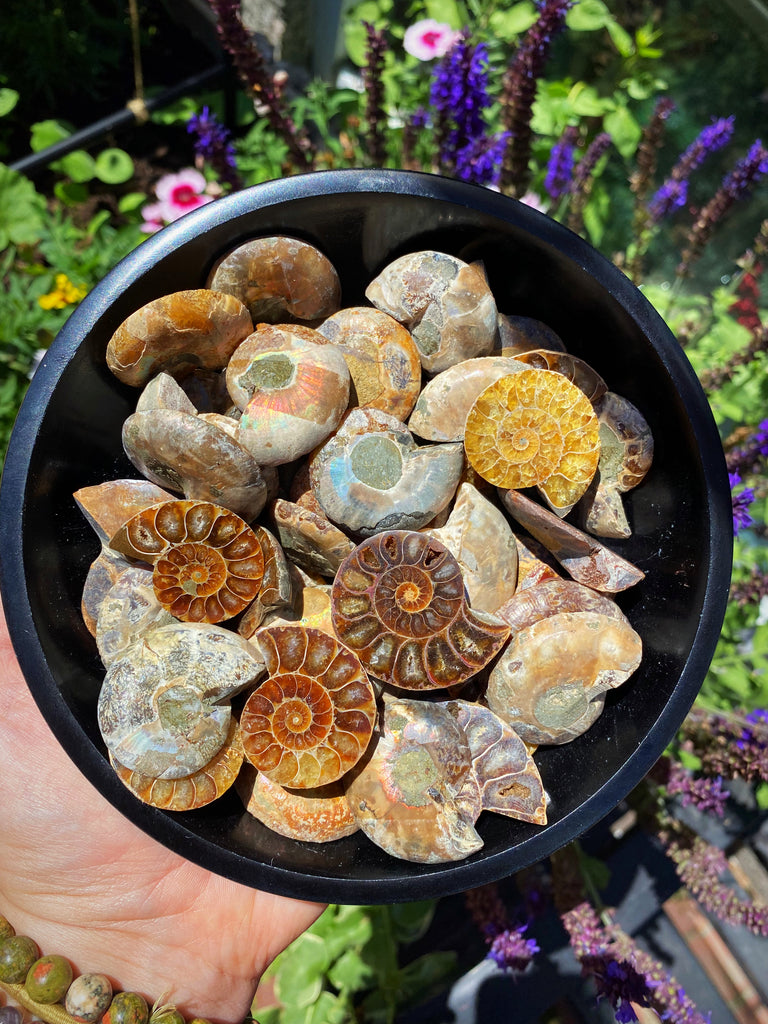 Polished Ammonite