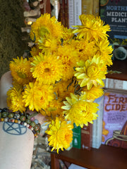 Strawflowers