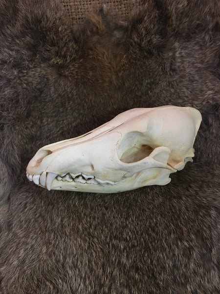 Coyote Skull Complete