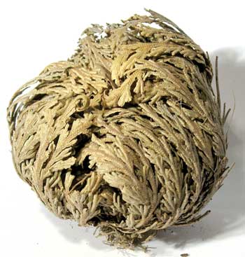 Rose of Jericho / Resurrection Plant