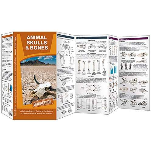 Animal Skulls & Bones - Laminated Guide