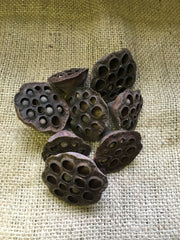 Lotus Pods