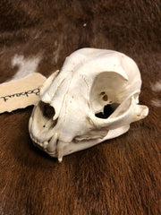 Bobcat Skull