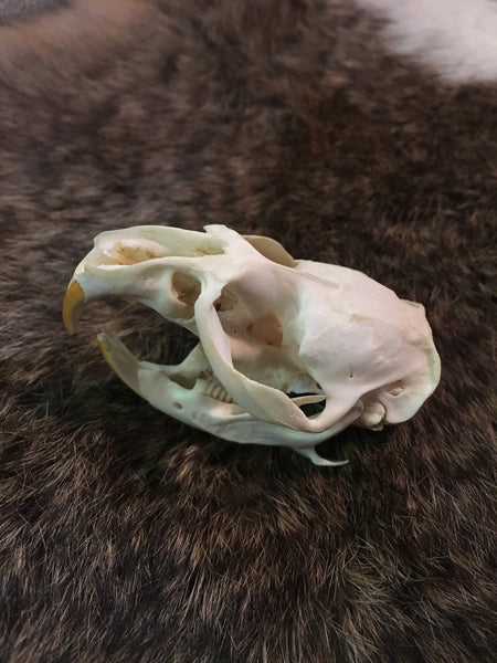 Genuine Muskrat Skull - Full