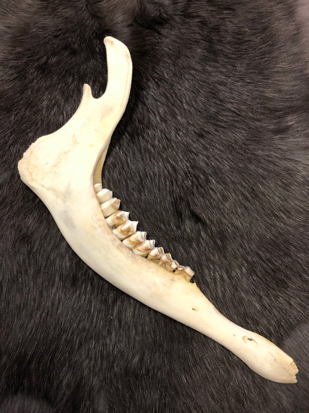 Deer Jaw Bone