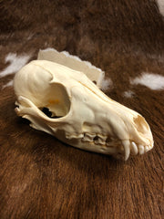 Gray Fox Skull