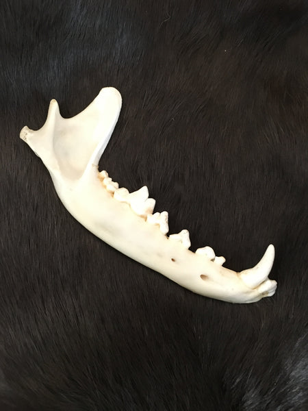 Coyote Jaw Bone