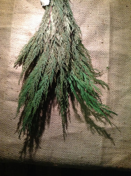 Cedar