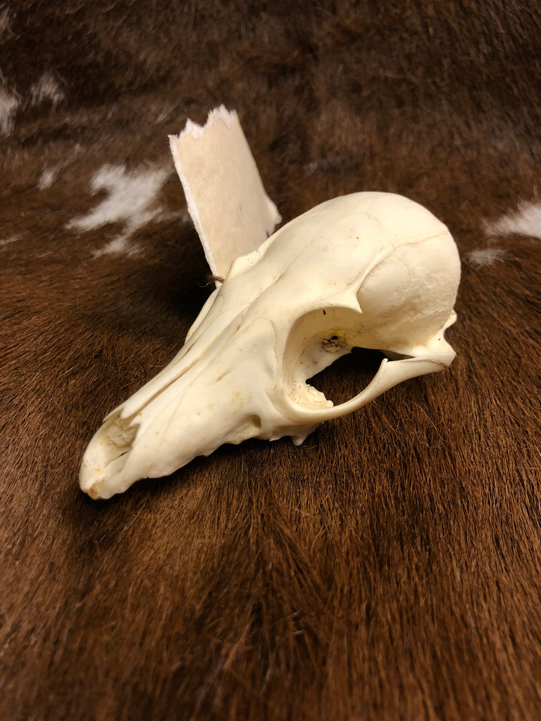 Gray Fox Skull - Upper