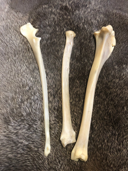 Coyote Leg bones