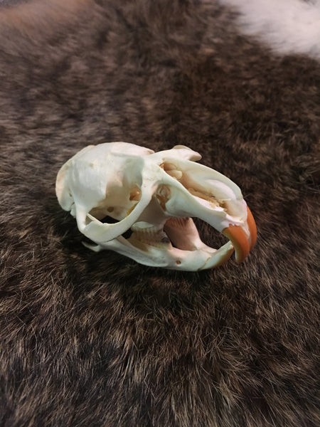 Genuine Muskrat Skull - Full