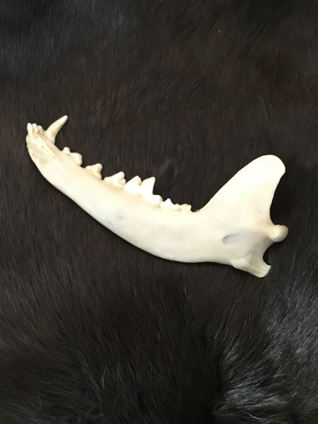 Coyote Jaw Bone
