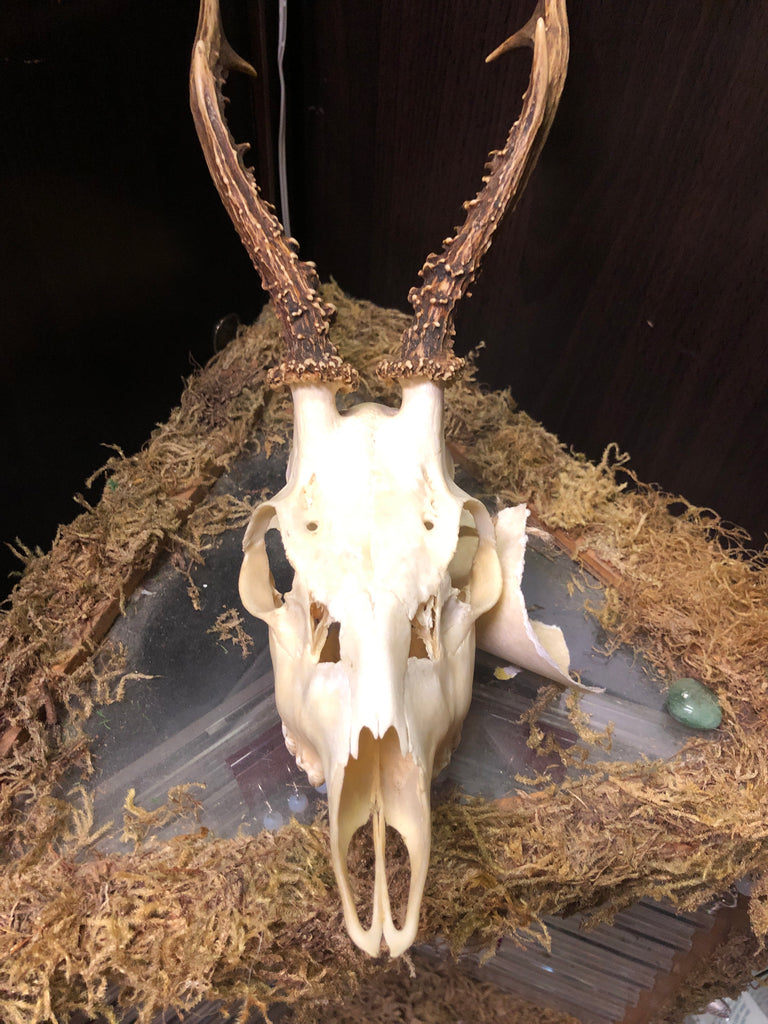 European Roe Deer Skull