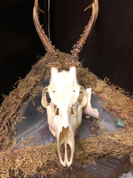 European Roe Deer Skull