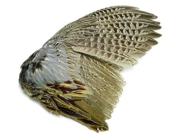 Pheasant Wing